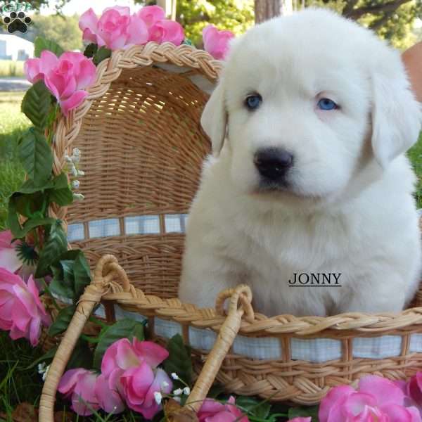 Johny, Great Pyrenees Puppy